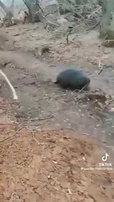 Combat beaver.