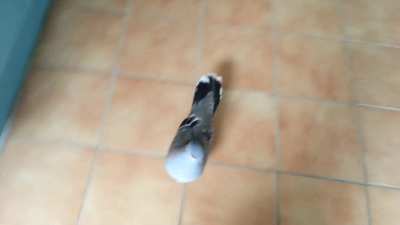 God damnit pigeon!