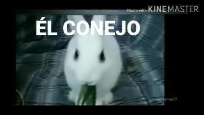 &Eacute;l Conejo