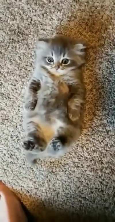 Potato requires belly scratches