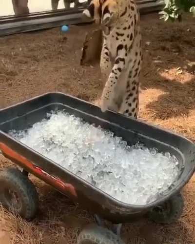 Woah that&rsquo;s cool!