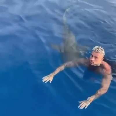 SHARK!