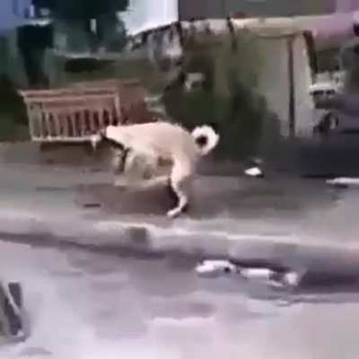Perrotruco perrotruco