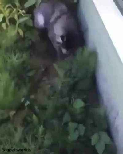 Howling huskie freaking out :-)