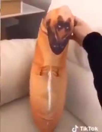dog tímido (DMCA)