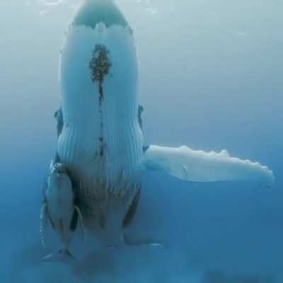 🔥 Mama Whale &amp;amp; Baby Whale together 🔥