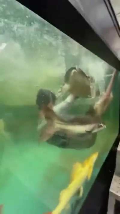 Feeding a fish from your mouth