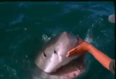 Petting a Great White Shark