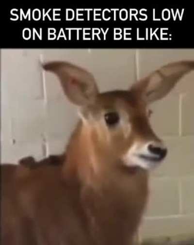 Didn't know they could make that sound.