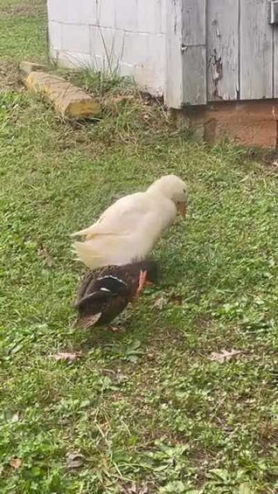 Mallard 🤎&amp;amp;🤍 Eleanor
