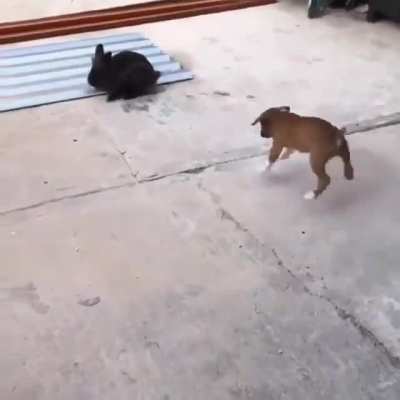 puppy pretending to be a rabbit