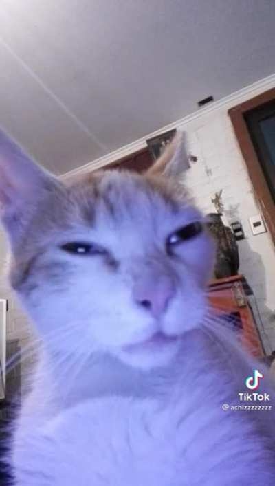 Que pedo banda mi gato fum&oacute; foco y se volvi&oacute; tiktoker y adem&aacute;s bien basado and&aacute;