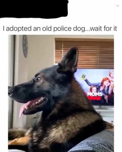 Guy adopted a police dog, good boi was ready.