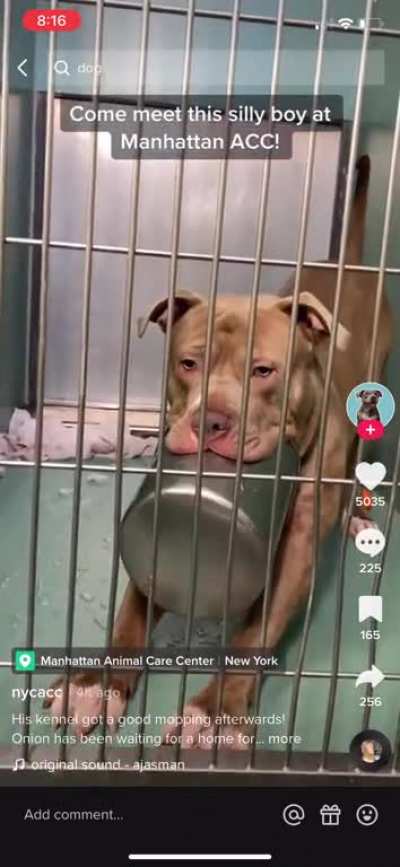I swear to God, if this sweet boy doesn&rsquo;t get a forever home, I will riot. Just look at him and his bowl😭