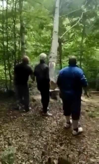Cutting down tree