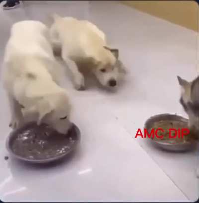 AMC 🚀 - 💎🖐🏼🦍. We love the dips..!