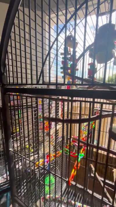 My two Quakers petrie and Popeye are enjoying the sunshine today in their cages with the door open.