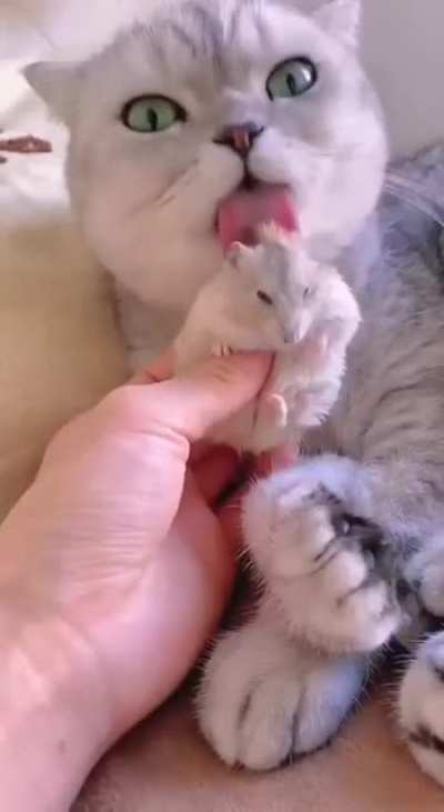 VIciOus BEasT teArS ApARt innOcENt RoDenT