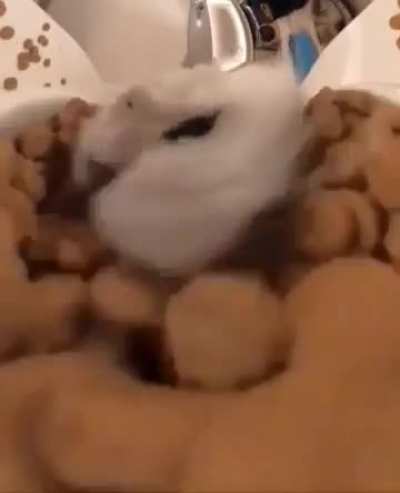 Big nom