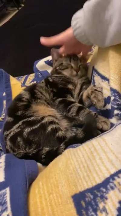 A very squishy kitty