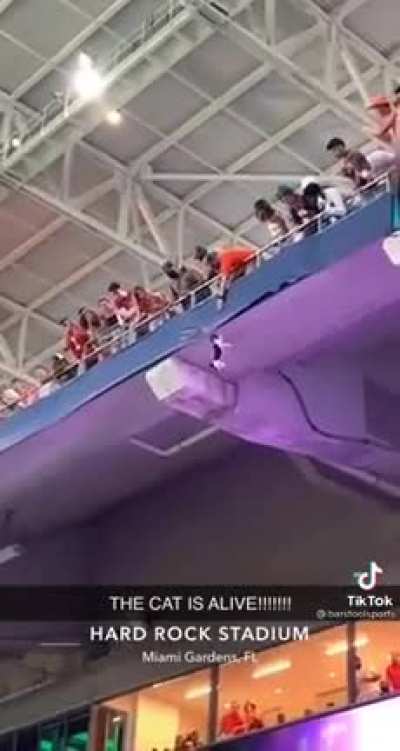 Cat hanging by a thread&hellip;.
