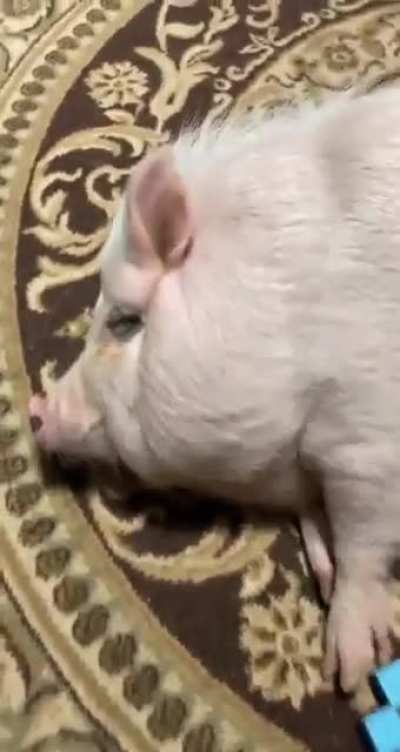 Bacon