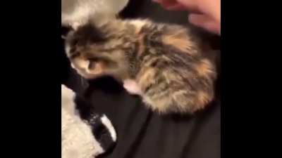 Don&rsquo;t touch the kitten