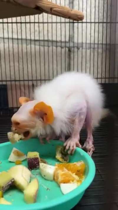 no idea what animal it is.