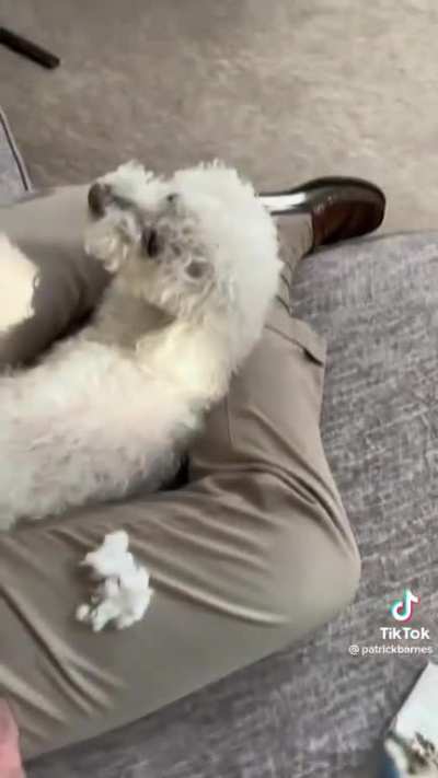 Pro tip: Don&rsquo;t screw around with your doggy!