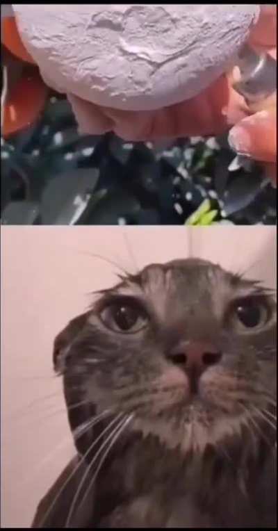 El Gato 👍