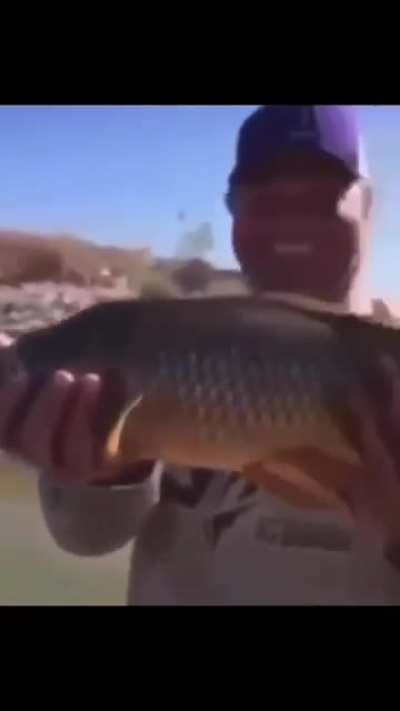 Carp rule
