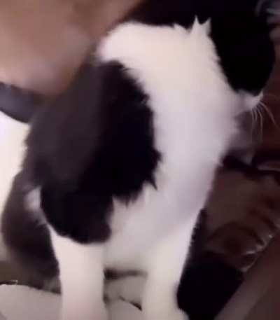 Mr. Chief had had enough of your shit