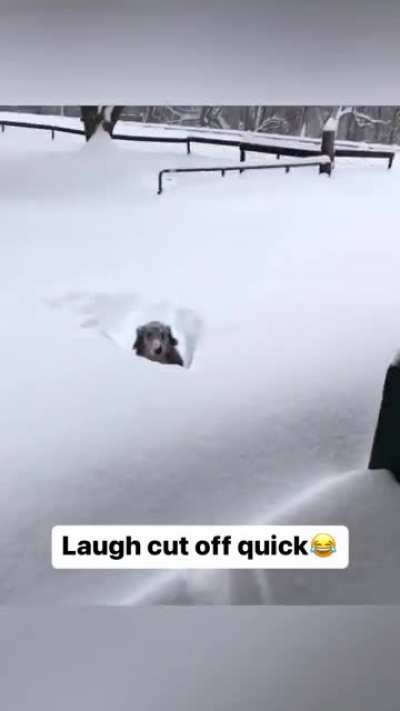 Disappearing doggo 🐶
