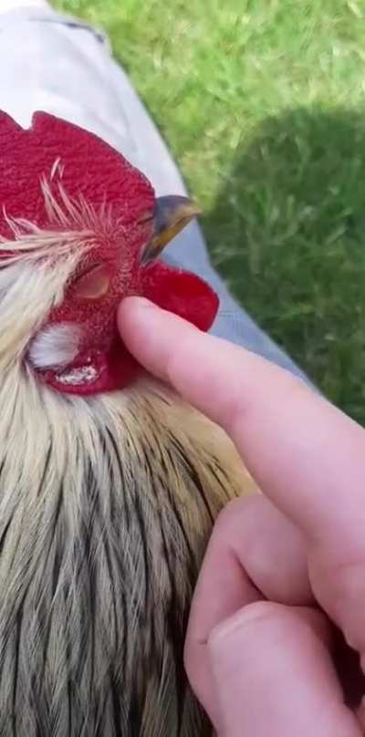 This is my rooster Pros-P&egrave;re, chilling with me after a long day of walking around the garden with his chickens.