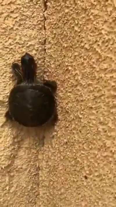 Ninja Turtle