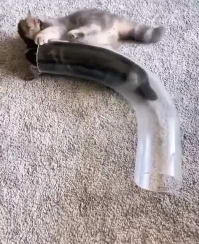i don&rsquo;t understand cats