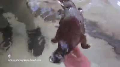 Bro platypus