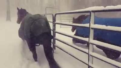 Horsies enjoying the winter!