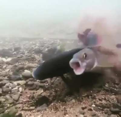 How fish do it