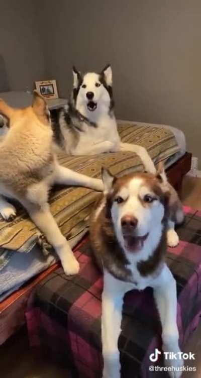 What you say hooman?