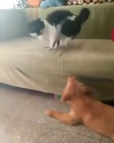 Wcgw messing with a cat's tail