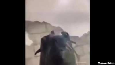 Se le ve fresco a mi pana Nestor, no te voy a mentir se le ve fresco