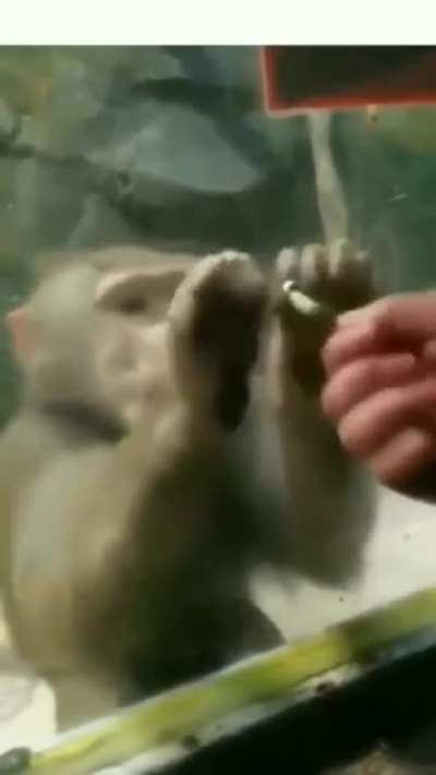 Monkey