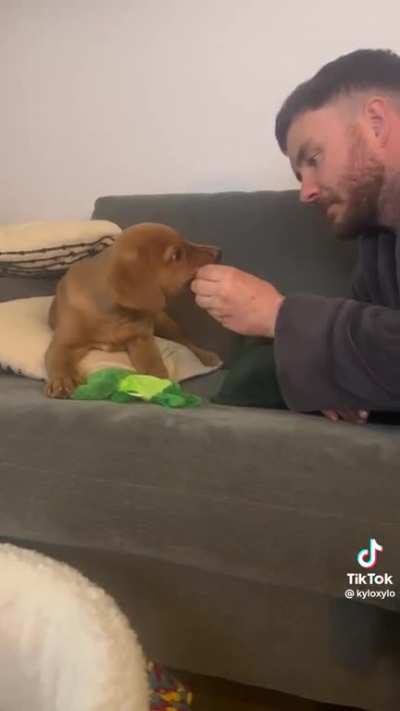 Puppy vs carrot
