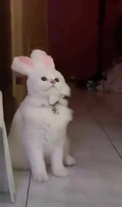 Cabbit