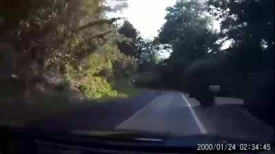 Bear.mp4