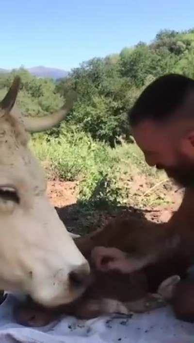 This mother cow just delivered a baby &amp;amp; shows gratitude to the man for the help he provides. Good humans don't only go to heaven, but they also turn everywhere they are into heaven.❤️🐄😁