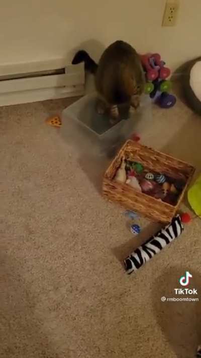 Cat jail