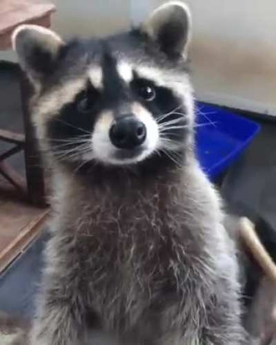 Brushy brushy