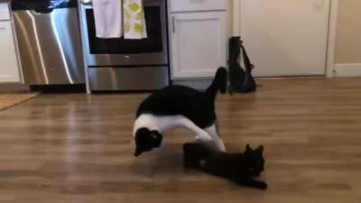 Big cat suplexes a youngin'.